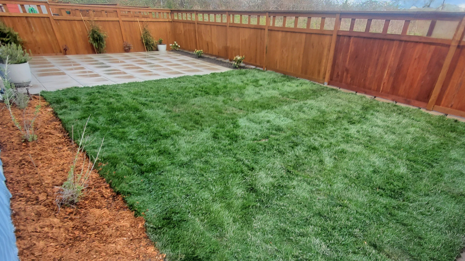 Privacy Fence & New Lawn before work