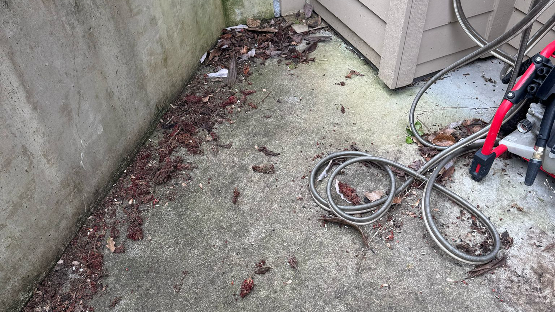 Exterior Cleanup & Refresh in Washington by Ecua Landscaping, photo 1 of 6