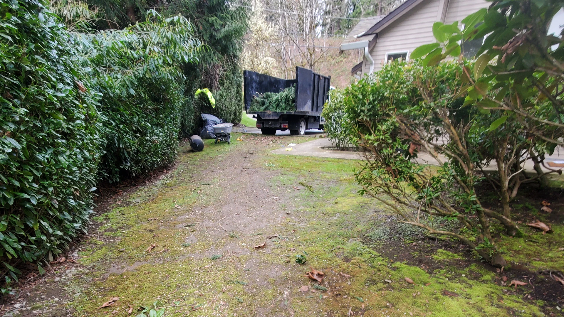 New Lawn Installation in Washington by Ecua Landscaping, photo 2 of 11